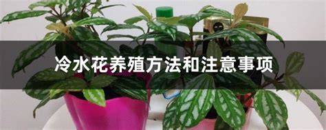 冷水花照顧|冷水花养殖方法和注意事项